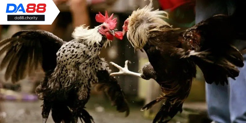 Đá gà cựa sắt kịch tính, độc đáo