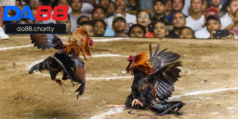 da-ga-truc-tiep-tai-hien-khong-gian-kich-tinh-man-nhan