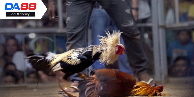 Tham gia cá cược đá gà online cần áp dụng mẹo chơi