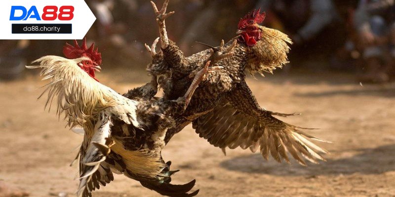 Tham gia cá cược đá gà trực tuyến da88 cần đăng ký tài khoản