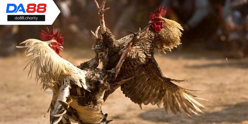 Tham gia hình thức cựa sắt đầy kịch tính